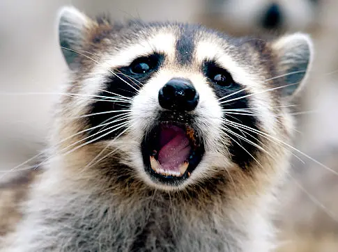 Virginia Woman Chokes Rabid Raccoon to Death During Attack